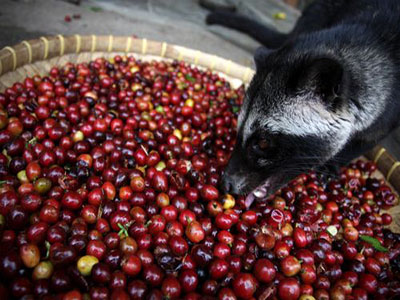 Kopi Luwak coffee, which is made from coffee beans consumed and defecated by the Asian palm civet (shown here), is expected to come to our local Quartermaine soon.