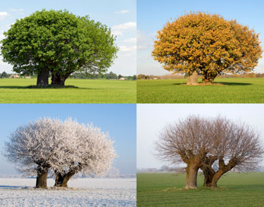 Four-Seasons-1.jpg