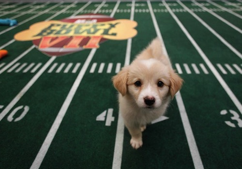 Puppy Bowl expected to go PAWsomely this year