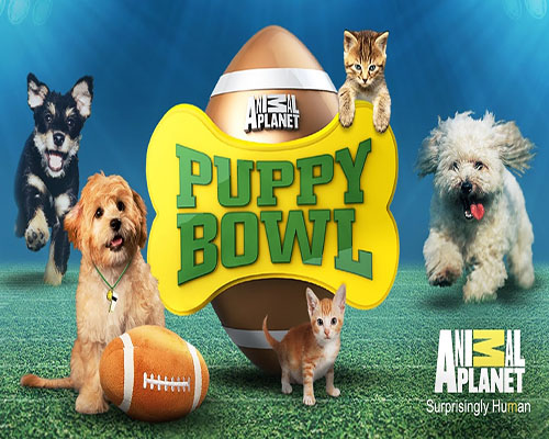 Puppybowl over Superbowl