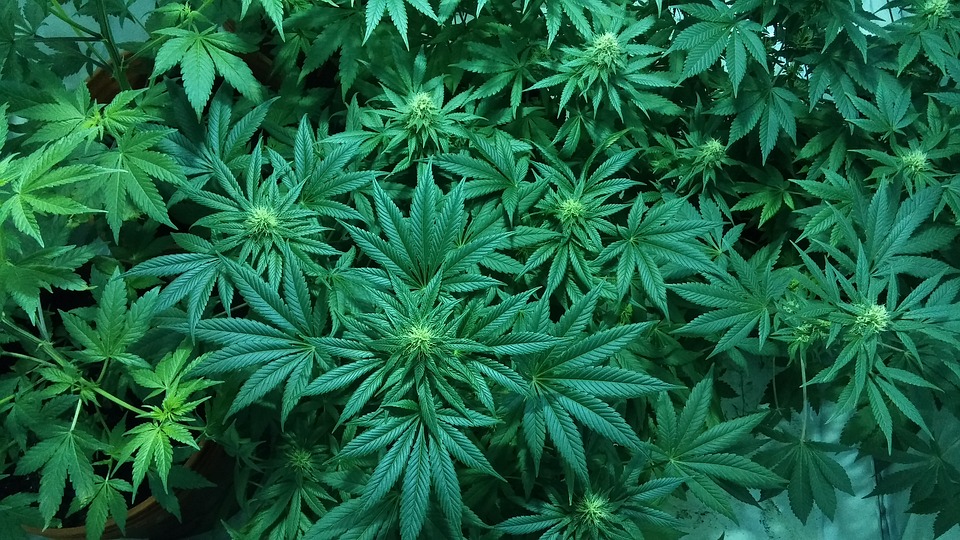 Example of the natural cannabis plants used to create the infamous cannabis drug. Photo courtesy of Pixabay.