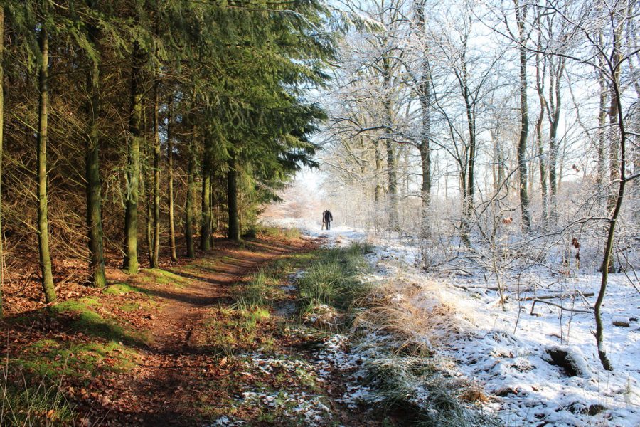 Change+of+seasons+sometime+brings+about+a+change+in+attitude%2C+while+some+students+learn+to+cope+with+the+changing%2C+others+enter+a+state+sadness+and+loss+of+inter+test.+Learning+to+cope+with+any+amount+of+seasonal+depression+can+help+students+deal+with+the+changing+times.+Photo+courtesy+of+Flickr