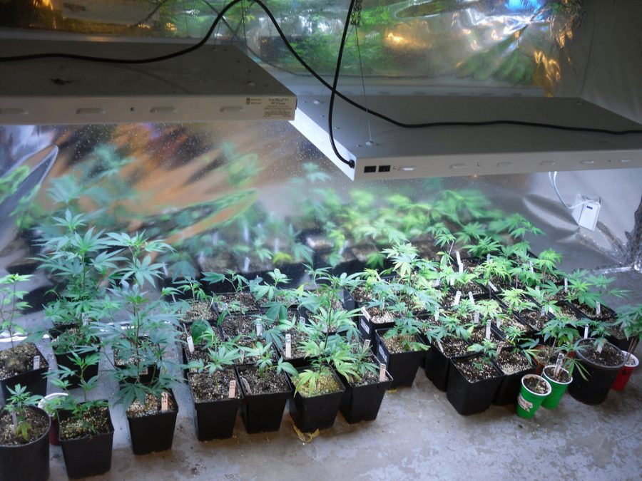 Cannabis plant being grown in medical marijuana dispensary.