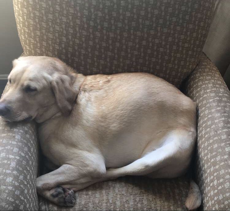 Fergus Cuff, a dog, takes a nap after winning a game of ultimate fetch at Take Your Pet to School Day. The event offered a diverse selection of fun activities for pets and owners alike. Photo courtesy of Mary Kate Cuff.