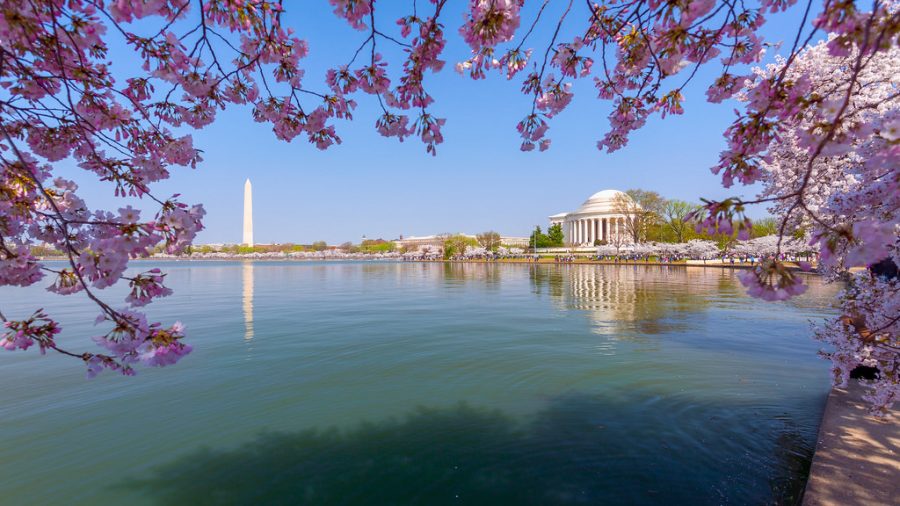 Cherry trees in full bloom are pictured here lacing the DC landmarks of the National Monument and Thomas Jefferson Memorial. The blossoming of the trees signifies the beginning of Spring and culturally themed celebrations for the whole nation.