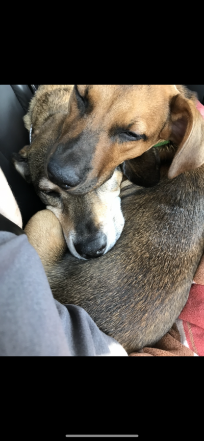 Sophomore Ella Nilsens dogs, Tiller and Misty, nap together in the comfort of their home. The dogs have enjoyed the extended time spent with their owners in quarantine.