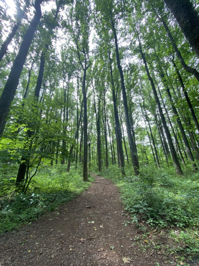 One of the many trails the Shenandoah Mountains provides. Most trails lead to a waterfall or to a viewpoint overlooking the mountains.