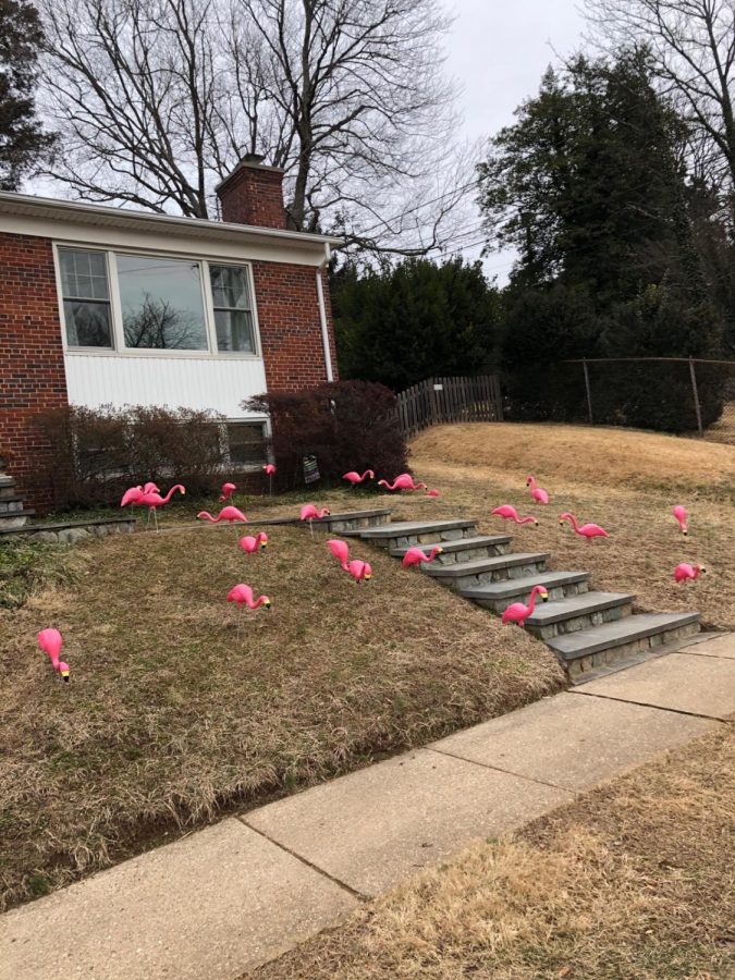 A recently flocked lawn. Flocking raised $1,880 dollars for Pennies 4 Patients this February.