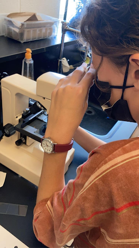 APEX freshman Hannah Spellman examines cells under a microscope in her APEX Biology class. Spellman is one of 225 freshmen in APEX Reach this year, and takes APEX Biology as one of the core courses required by the program. “I dont think that there should be limited slots; I think they should consider more than GPA but not a strict test or extensive requirements,” Spellman said on the admissions process for APEX.