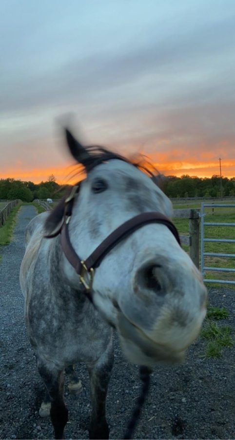 Sophomore Viktoria Koch-Paiz spends quality time with her five year old horse, Grayson.
It was exciting to bond and train my horse and learn new things with him, even though it was difficult at times, Koch-Paiz said.