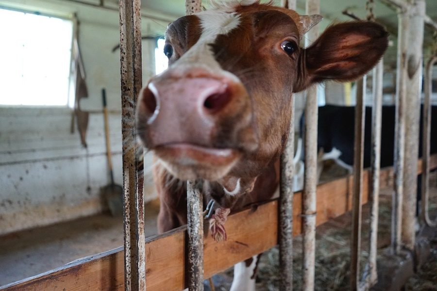 WJ looks forward to regular field trips to the Bethesda Barn after one of the most significant spendings by Principal Jennifer Baker. WJ now legally owns its own barn and cows.