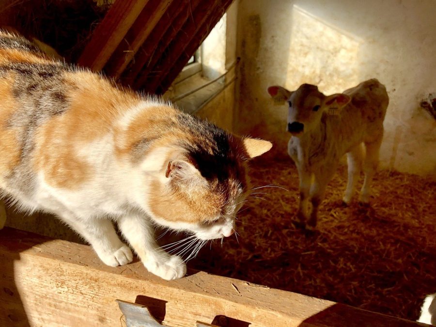 Wildcat and Madcow relax in their home barn, getting ready for the delivery of their baby in the coming months. Their wedding plans are still undecided, however, the honeymoon idea of Georgetown Square may be in the works.