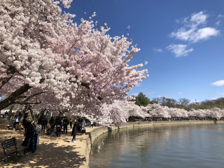 The Tidal Basin brings many people from all over to experience the beauty of  Cherry Blossoms.