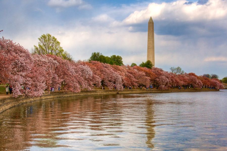 The+Washington+Monument+sticks+out+from+the+sea+of+pink%2C+across+the+tidal+basin.+This+2022+Cherry+Festival+marked+110+years+since+the+original+blossoms+were+gifted+from+Japan.