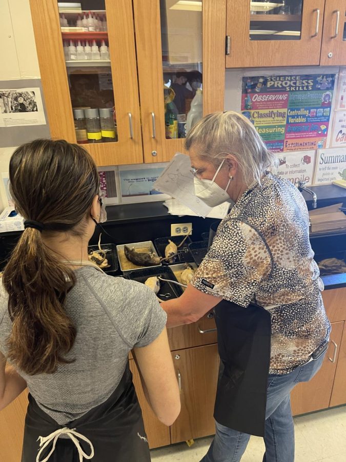 Biology teacher Patricia Richards instructs students through a rat dissection. The students were creeped out and were hesitant to approach the rat. But, Richards was able to destress them by constantly assuring the students that the lab was safe.