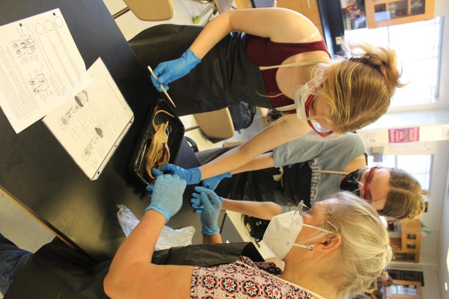 9th Grade APEX Biology teacher, Patricia Richards assists grossed-out students through a rat dissection.