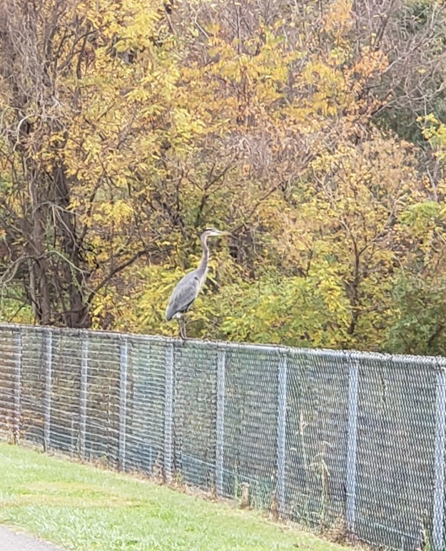A heron perches on a fence. Montgomery County has over 340 species reported on eBird.