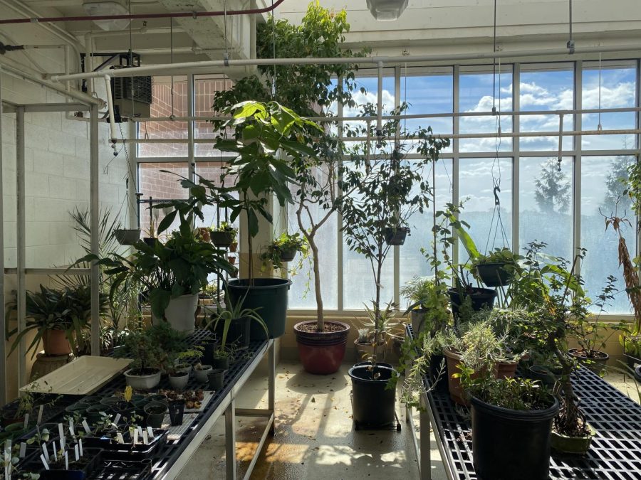 The greenhouse room is home to many new and old plants. The room has an auto sprinkler system to water the plants from time to time and also has a massive window to allow sunlight.