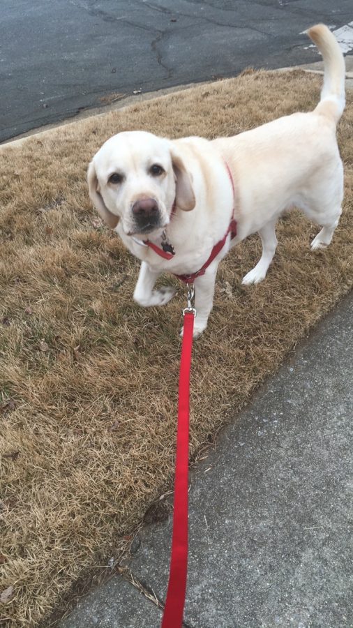 Ira struts his stuff on a walk. He was such a cheerful dog who always made me smile.