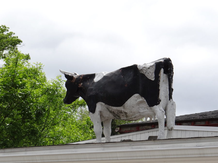 The class of 2023 senior prank has finally arrived with a cow being placed on the roof.  The cow was stuck on top of Walter Johnson roof for 3 hours before finally being rescued.