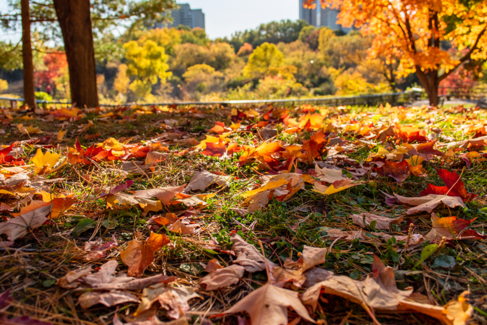 Thanksgiving is celebrated all over the US every year. Students and staff gather with family and friends to celebrate and reflect on their year so far.