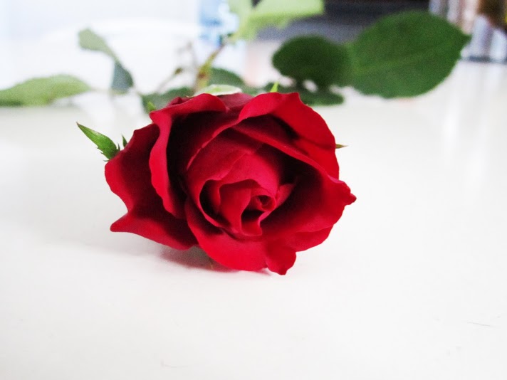 The Bachelor focuses on forming genuine connections with different people. The red rose symbolizes interest from the bachelor to his wide variety of candidates. 
