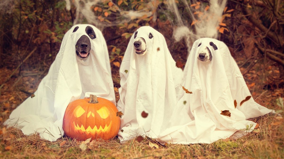 Halloween 2024 showcases new and improved costumes The Pitch